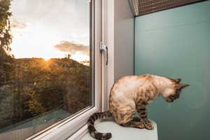 Cattery Stroud Gloucestershire